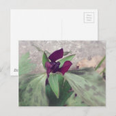 blühende Wildblume Postkarte (Vorne/Hinten)