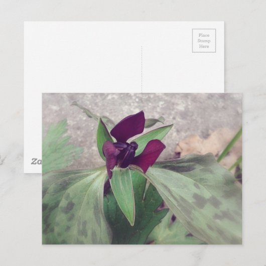 blühende Wildblume Postkarte (Vorne/Hinten)