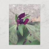 blühende Wildblume Postkarte (Vorderseite)