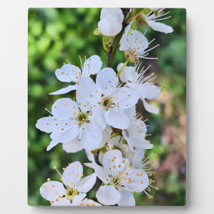 Blühender Baum im Frühling Rumänien – Blütenfotogr Fotoplatte