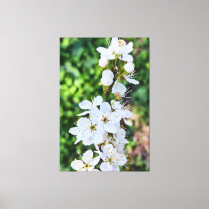 Blühender Baum im Frühling Rumänien – Blütenfotogr Leinwanddruck
