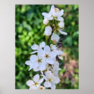 Blühender Baum im Frühling Rumänien – Blütenfotogr Poster