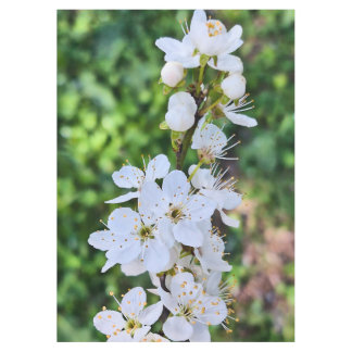 Blühender Baum im Frühling Rumänien – Blütenfotogr Tischdecke