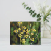 blühender Fennel Postkarte (Stehend Vorderseite)
