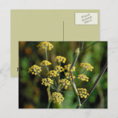 blühender Fennel Postkarte (Vorne/Hinten)