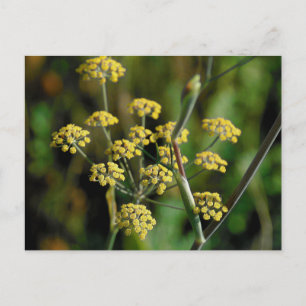 blühender Fennel Postkarte
