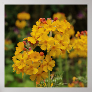 Blühender KandelaberPrimula Poster