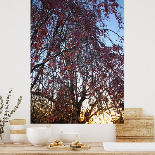 Blühender Kirschbaum im Frühling Poster (Küche)
