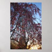 Blühender Kirschbaum im Frühling Poster (Vorne)