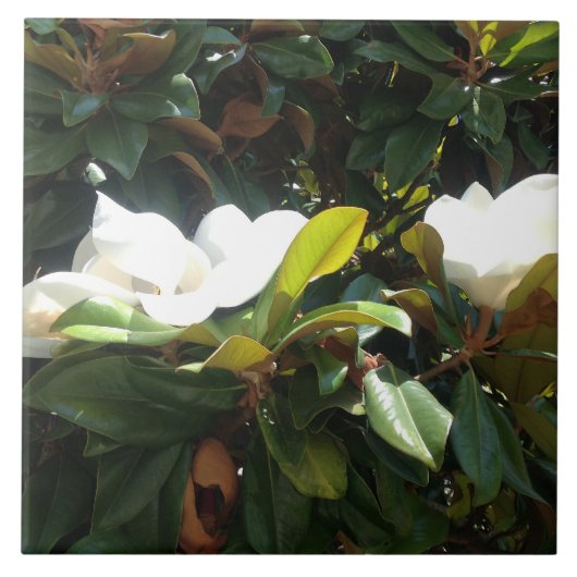 Blühender Magnolienbaum Fliese (Vorderseite)