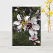 Blühender Manuka Baum Karte (Gelbe Blume)