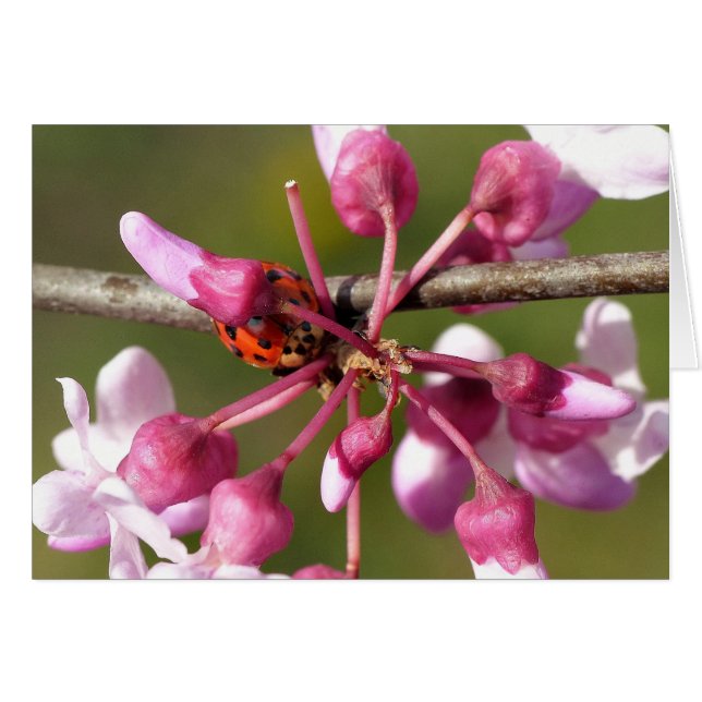 Blühender Redbug mit Ladybug (Vorderseite (Horizontal))