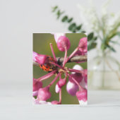 Blühender Redbug mit Ladybug Postkarte (Stehend Vorderseite)