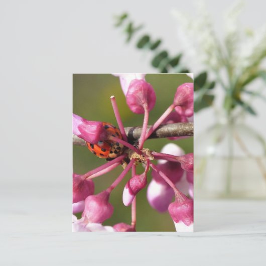 Blühender Redbug mit Ladybug Postkarte (Stehend Vorderseite)
