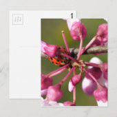 Blühender Redbug mit Ladybug Postkarte (Vorne/Hinten)