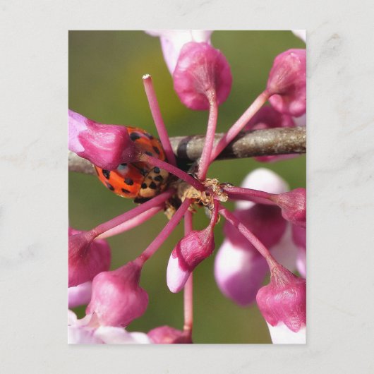 Blühender Redbug mit Ladybug Postkarte (Vorderseite)