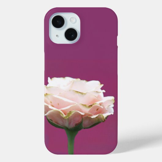 Blühender Rose Single auf Magenta Case-Mate iPhone Hülle (Rückseite)
