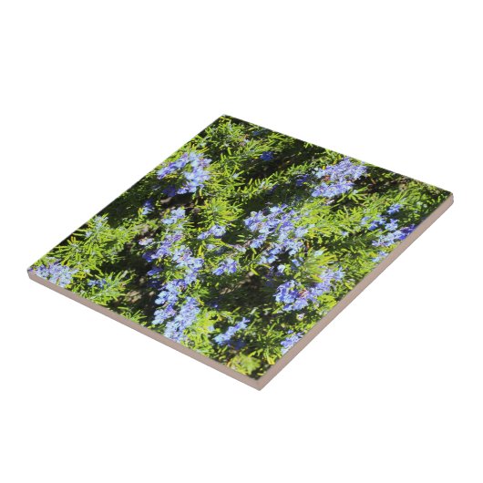 blühender Rosmarinbusch Fliese (Seite)