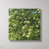 blühendes Buckeye Leinwanddruck (Vorderseite)