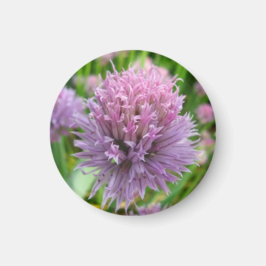 Blühendes Chives Magnet (Vorne)