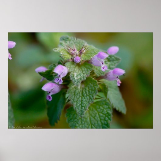 Blühendes Deadnettle-Wildblume-Poster Poster (Vorne)