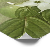 blühendes Dogwood Poster (Ecke)