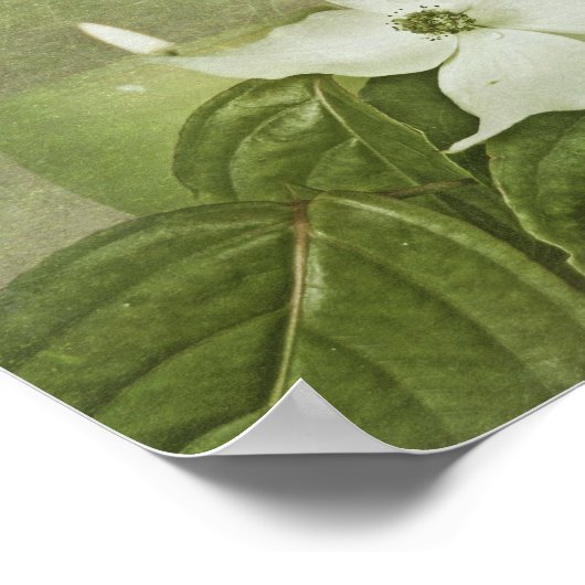 blühendes Dogwood Poster (Ecke)