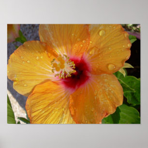 Blühendes Hibiskus-Plakat Poster