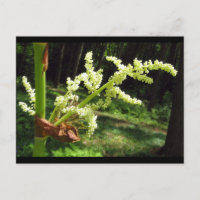 Blühendes Rhubarb Stalks Naturschutzgebiet Foto