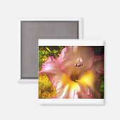 Blühendes Rosa Blume Magnet (Vorderseite/Rückseite)