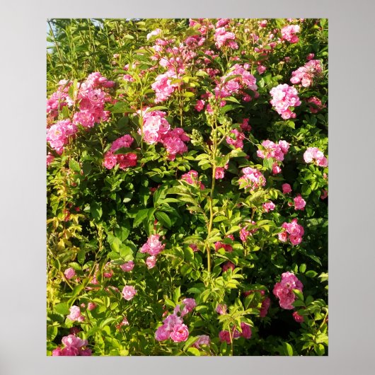 Blühendes Rosarium Poster (Vorne)