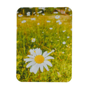 Blühendes skandinavisches Sommerfeld Magnet