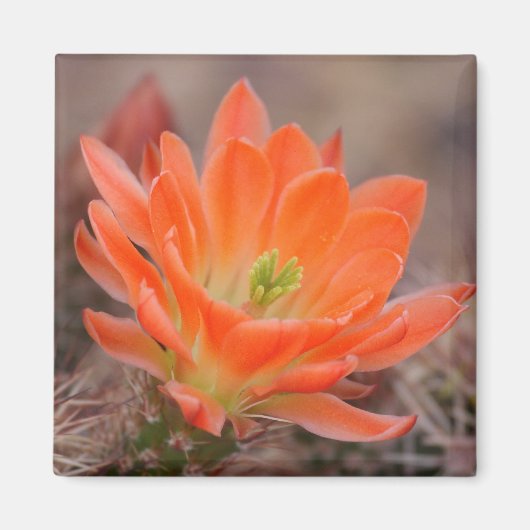 blüht in orange Magnet (Vorne)