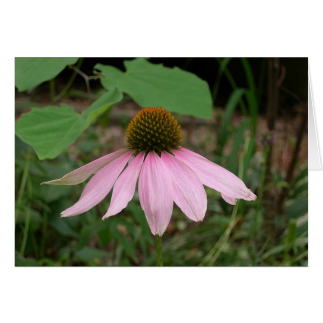 Blume (Vorderseite (Horizontal))