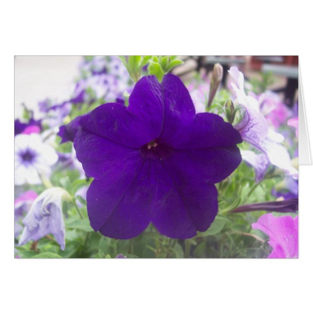 Blume (Vorderseite (Horizontal))