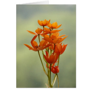 Blume
