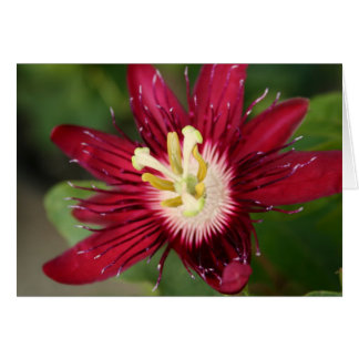 Blume