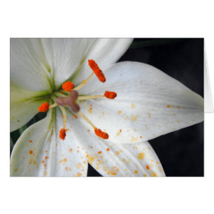 Blume