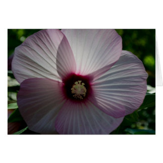 Blume