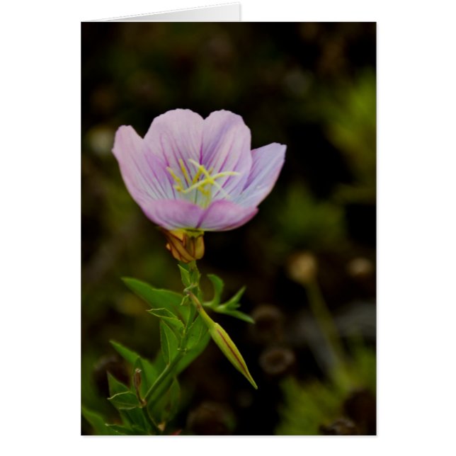 Blume (Vorne)