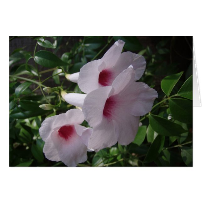 Blume (Vorderseite (Horizontal))