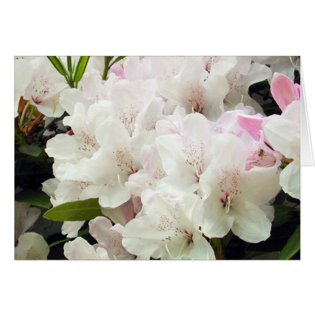 Blume (Vorderseite (Horizontal))