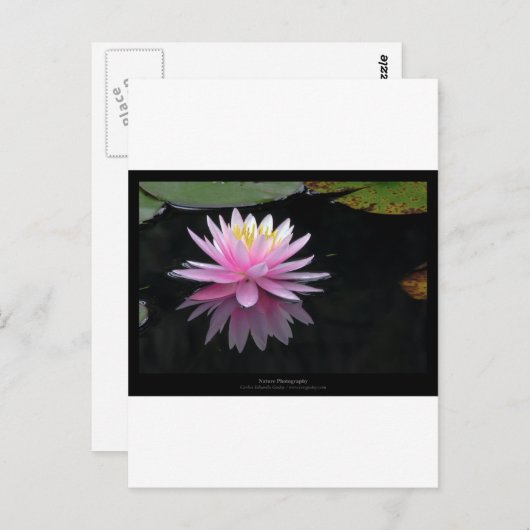 Blume 017 Pink Water Lily Postkarte (Vorne/Hinten)