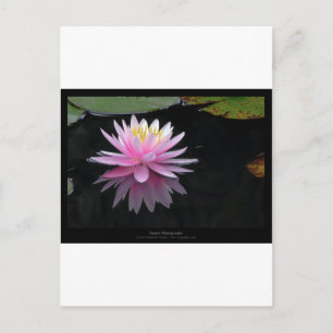 Blume 017 Pink Water Lily Postkarte