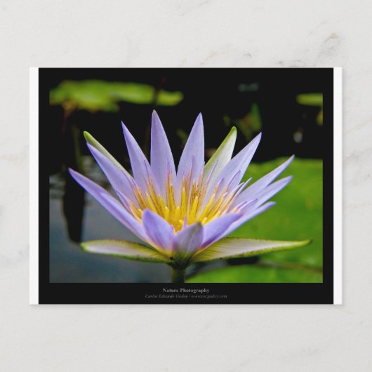 Blume 026 Blauer Wasserlilie Postkarte (Vorderseite)
