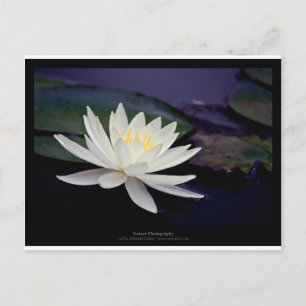 Blume 039 Weißwasserlilie Postkarte