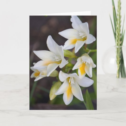 Blume #1668 karte (Vorderseite)