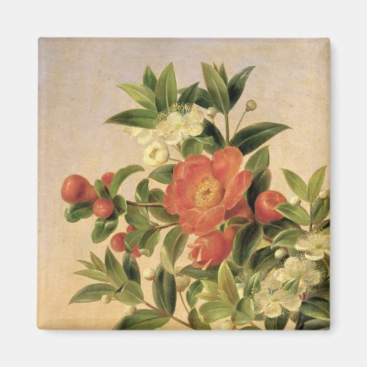 Blume, 1835 magnet (Vorne)
