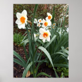 Blume 1 Poster (Vorne)