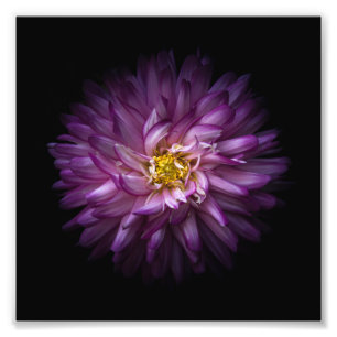Blume 20 fotodruck